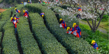 Why Chinese matcha is winning the global market