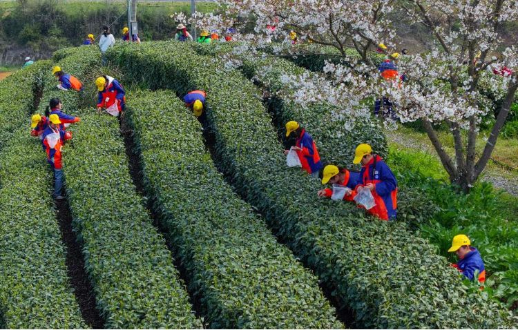 Why Chinese matcha is winning the global market