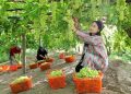 Xinjiang’s Turpan adopts micro-sprinkler irrigation to conserve water