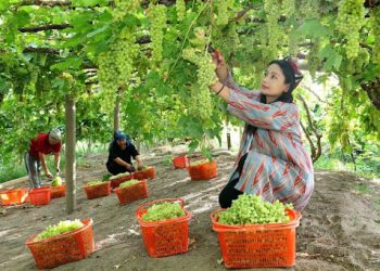 Xinjiang’s Turpan adopts micro-sprinkler irrigation to conserve water