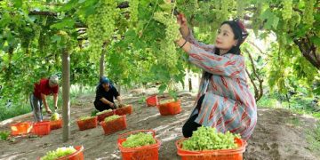 Xinjiang’s Turpan adopts micro-sprinkler irrigation to conserve water