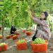 Xinjiang’s Turpan adopts micro-sprinkler irrigation to conserve water