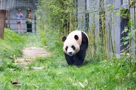 Panda conservation strengthens global ties